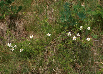 Feld-Rose (Rosa arvensis) - © Emanuel Trummer